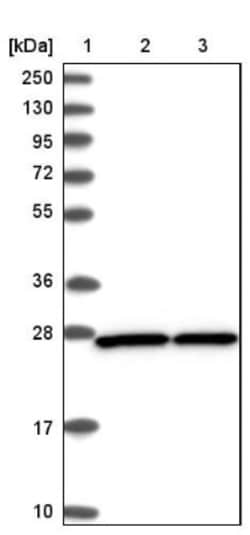 integrin beta 4 binding protein Antibody, Novus Biologicals 0.1mL; Unlabeled:Antibodies,