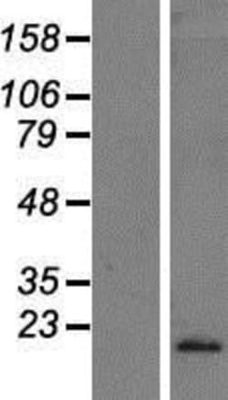 Novus Biologicals&trade;&nbsp;IFN-alpha C/IFN-alpha 10 Overexpression Lysate