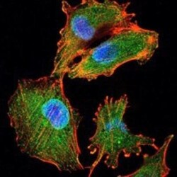 IL-34 Antibody (1D12), Novus Biologicals 0.1mL; Unlabeled:Antibodies, Monoclonal