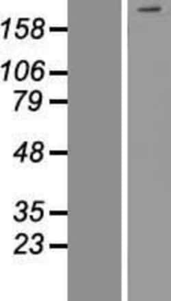 Novus Biologicals&trade;&nbsp;INTS1 Overexpression Lysate