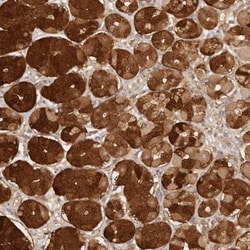 INTS11 Antibody, Novus Biologicals:Antibodies:Primary Antibodies