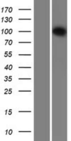 Novus Biologicals&trade;&nbsp;INTS6 Overexpression Lysate
