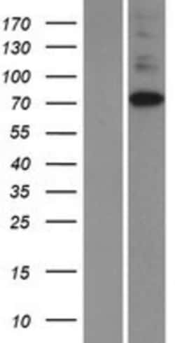 Novus Biologicals™ IP3KC Overexpression Lysate