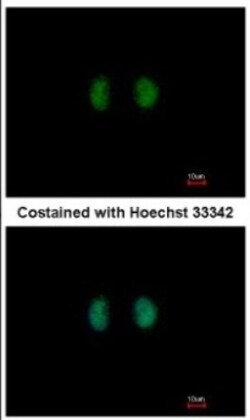 IPPK Antibody, Novus Biologicals™