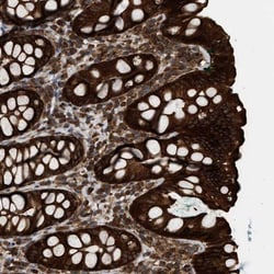 IQCE Antibody, Novus Biologicals 25 &mu;L; Unlabeled:Antibodies, Polyclonal