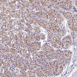 IQCJ Antibody, Novus Biologicals 0.1mL; Unlabeled:Antibodies, Polyclonal