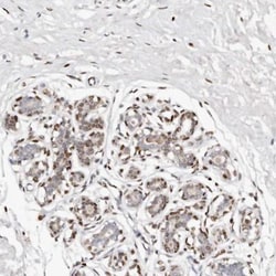 UTP3 Antibody, Novus Biologicals:Antibodies:Primary Antibodies