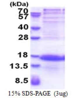 Novus Biologicals&trade;&nbsp;Recombinant Human IQM1 His Protein