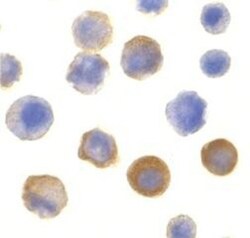 IRAK1 Antibody - BSA Free, Novus Biologicals 0.1mg; Unlabeled:Antibodies,
