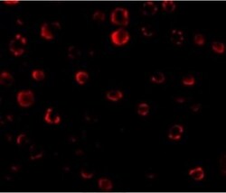 IRAK1 Antibody - BSA Free, Novus Biologicals 0.1mg; Unlabeled:Antibodies,