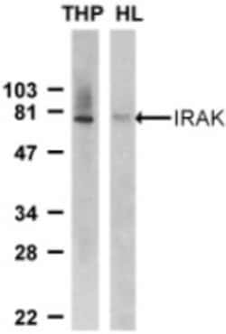 IRAK1 Antibody - BSA Free, Novus Biologicals 0.1mg; Unlabeled:Antibodies,