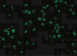 IRAK2 Antibody - BSA Free, Novus Biologicals 0.1mg; Unlabeled:Antibodies,