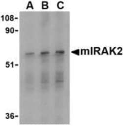 IRAK2 Antibody - BSA Free, Novus Biologicals 0.1mg; Unlabeled:Antibodies,