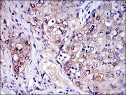 IRAK4 Antibody (2H9), Novus Biologicals 0.1mL; Unlabeled:Antibodies, Monoclonal