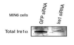 IRE1 alpha Antibody, Novus Biologicals 0.1mL; Unlabeled:Antibodies, Polyclonal