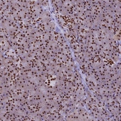 IRF2BP1 Antibody, Novus Biologicals 25ul | Buy Online | Novus Biologicals | Fisher Scientific