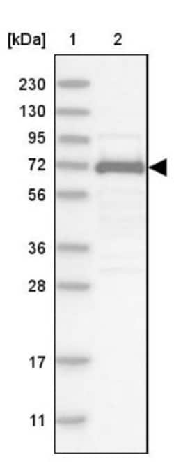 IRF2BP2 Antibody, Novus Biologicals:Antibodies:Primary Antibodies