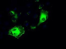 IRF3 Antibody (OTI2G3), Novus Biologicals 0.1mL; Unlabeled:Antibodies,