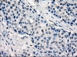 IRF3 Antibody (OTI2G3), Novus Biologicals 0.1mL; Unlabeled:Antibodies,