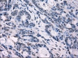 IRF3 Antibody (OTI2G3), Novus Biologicals 0.1mL; Unlabeled:Antibodies,