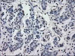 IRF3 Antibody (OTI2G3), Novus Biologicals 0.1mL; Unlabeled:Antibodies,