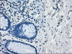 IRF3 Antibody (OTI2G3), Novus Biologicals 0.1mL; Unlabeled:Antibodies,