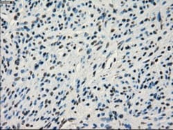 IRF3 Antibody (OTI2G3), Novus Biologicals 0.1mL; Unlabeled:Antibodies,