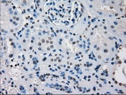 IRF3 Antibody (OTI2G3), Novus Biologicals 0.1mL; Unlabeled:Antibodies,