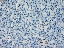 IRF3 Antibody (OTI2G3), Novus Biologicals 0.1mL; Unlabeled:Antibodies,