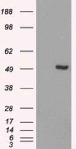 IRF3 Antibody (OTI2G3), Novus Biologicals 0.1mL; Unlabeled:Antibodies,