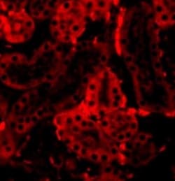 IRF3 Antibody - BSA Free, Novus Biologicals 0.1mg; Unlabeled:Antibodies,