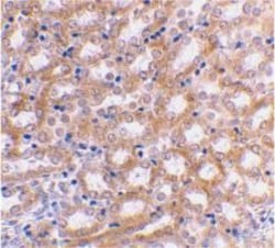 IRF3 Antibody - BSA Free, Novus Biologicals 0.1mg; Unlabeled:Antibodies,