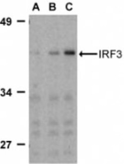 IRF3 Antibody - BSA Free, Novus Biologicals 0.1mg; Unlabeled:Antibodies,