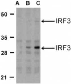 IRF3 Antibody - BSA Free, Novus Biologicals 0.1mg; Unlabeled:Antibodies,