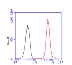 IRF5 Antibody (10T1) - BSA Free, Novus Biologicals:Antibodies:Primary Antibodies