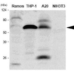 IRF5 Antibody (10T1) - BSA Free, Novus Biologicals:Antibodies:Primary Antibodies