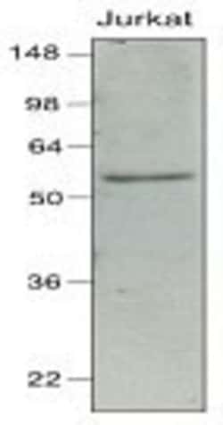 IRF7 Antibody (3D9) - BSA Free, Novus Biologicals 0.1 mL | Buy Online | Novus Biologicals | Fisher Scientific