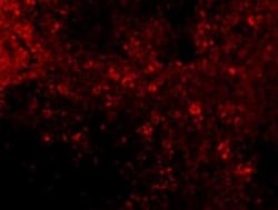 IRF7 Antibody - BSA Free, Novus Biologicals 0.1mg; Unlabeled:Antibodies