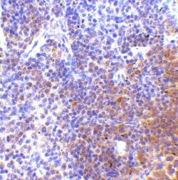 IRF7 Antibody - BSA Free, Novus Biologicals 0.1mg; Unlabeled:Antibodies