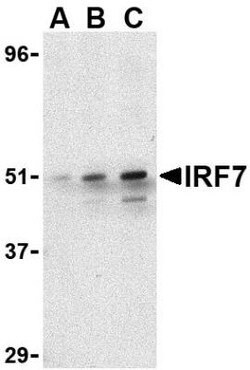 IRF7 Antibody - BSA Free, Novus Biologicals 0.1mg; Unlabeled:Antibodies