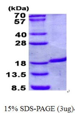 Novus Biologicals&trade;&nbsp;Recombinant Human IRGM His Protein