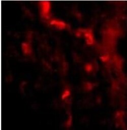 IRGM Antibody - BSA Free, Novus Biologicals 0.1mg; Unlabeled:Antibodies,