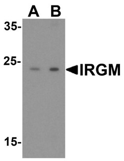 IRGM Antibody - BSA Free, Novus Biologicals 0.1mg; Unlabeled:Antibodies,