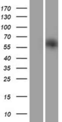 Novus Biologicals&trade;&nbsp;IRGQ Overexpression Lysate