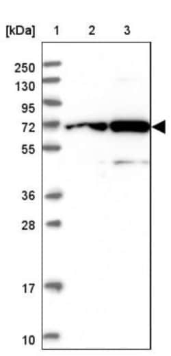 IRGQ Antibody, Novus Biologicals 0.1mL; Unlabeled:Antibodies, Polyclonal
