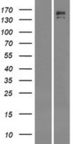 Novus Biologicals INSRR/IR-related receptor Overexpression Lysate 0.1 mg | Buy Online | Novus Biologicals&trade; | Fisher Scientific