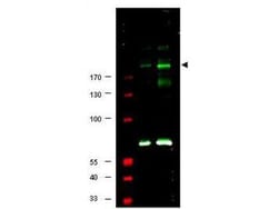 IRS1, p Ser307 Antibody, Novus Biologicals 0.1mg; Unlabeled:Antibodies,