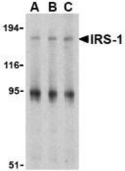 IRS1 Antibody - BSA Free, Novus Biologicals 0.1mg; Unlabeled:Antibodies,