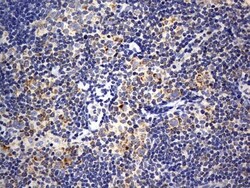 ISCU Antibody (OTI4F5), Novus Biologicals 0.1 mL | Buy Online | Novus Biologicals | Fisher Scientific