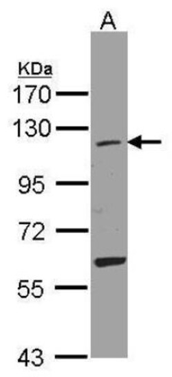 ISG15 Activating Enzyme/UBE1L Antibody, Novus Biologicals 0.1mg; Unlabeled:Antibodies,